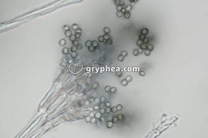 Penicillium - Conidiophore et conidiospores x250 - gryphea.com